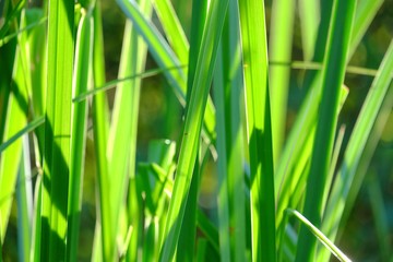Fototapeta na wymiar In selective focus of water grass plant leaves growing in a swamp with warm sun light and nature background 