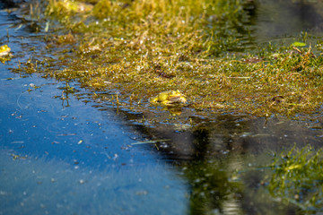 green frog tadpoles feeding on grass in the ditch