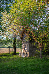 sunny countryside garden with green meadow and greenhouse