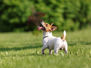 Jack Russell Terrier is a runner and plays in the grass.