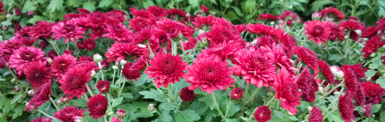 Panoramic Beautiful Wallpaper of red chrysanthemum flowers © lumikk555