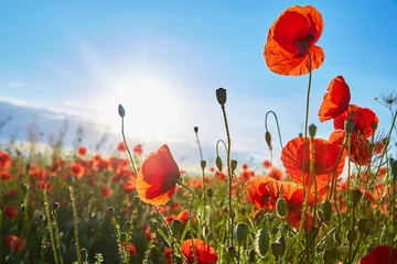 Peel and stick wall murals Poppy A field of flowering poppies on a bright sunny day. Picture on postcard