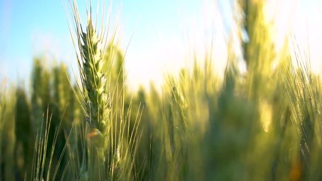 Wheat field blow in the wind. Golden wheat field slow motion shot. Ears of wheat swaying in the wind at beautiful sunny morning. Harvest and Crop concept. Agriculture field. Meadow of wheat