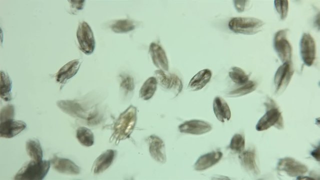 Bosmina water flea under the microscope, the chaotic movement of a colony of Bosmina plankton crustaceans, they are easily recognized by the antennulae resembling a beak, is a planktonic organism