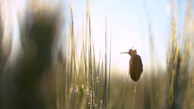 Little snail in the wheat field. Macro shot. Wheat field. Ears of raw wheat close up. Snail is crawling in the wheat. Beautiful sun light. 