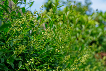 Side view of privet hedge branches branches, ligustrum plant