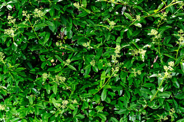 Close up of privet hedge branches, ligustrum hedge