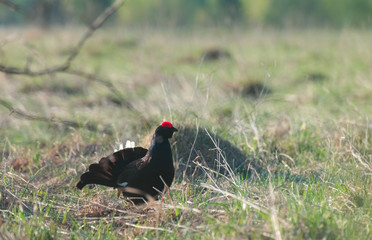Black grouse tokuyut spring morning with the first rays of the sun