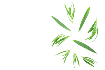 Obraz premium tarragon or estragon isolated on white background with copy space for your text. Artemisia dracunculus. Top view. Flat lay