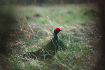 Black grouse tokuyut spring morning with the first rays of the sun