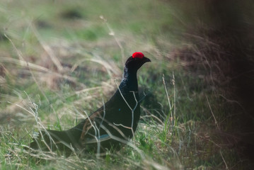 Black grouse tokuyut spring morning with the first rays of the sun