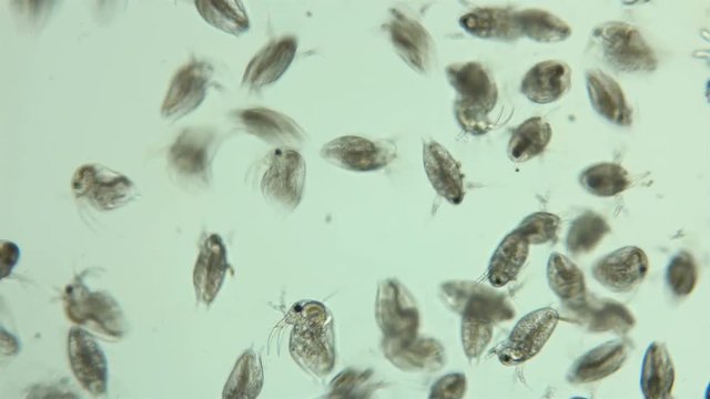 Bosmina water flea under the microscope, the chaotic movement of a colony of Bosmina plankton crustaceans, they are easily recognized by the antennulae resembling a beak, is a planktonic organism