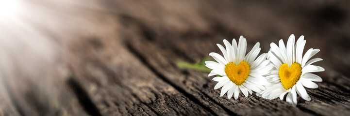 Banner Of Two Daisies With Heart Shaped Centers On Rustic Wood