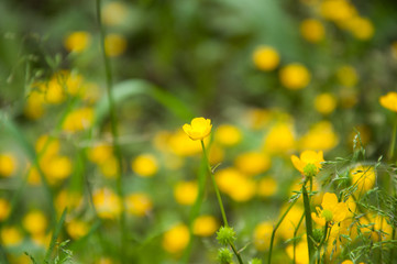 Many small yellow flowers grow in the summer on the lawn. Green plants and grass.