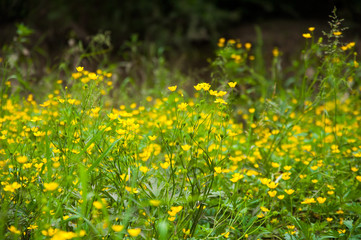 Many small yellow flowers grow in the summer on the lawn. Green plants and grass.