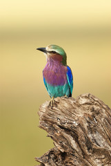 Beautiful lilacbreasted roller (Coracias caudatus).