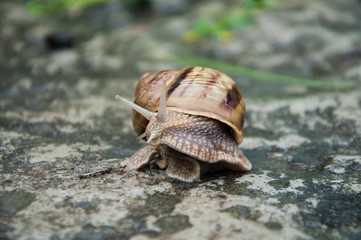 Snail in a striped house. Crawling on the ground. Summer outdoor