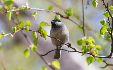 Grey bird sitting on a twig in the afternoon