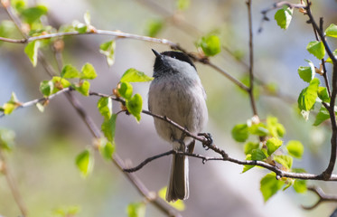 Grey bird sitting on a twig in the afternoon