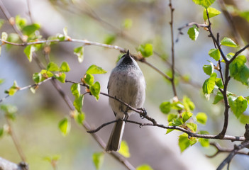 Grey bird sitting on a twig in the afternoon