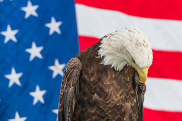 Bald Eagle with the American Flag