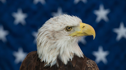 Bald Eagle with the American Flag