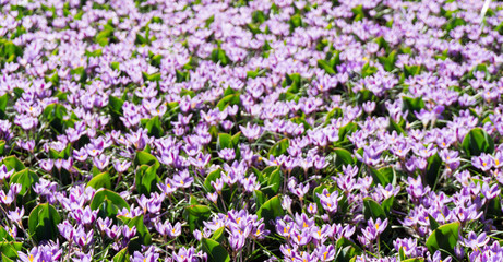 flowers tulips in dutch park wallpaper background