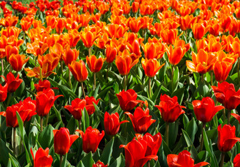 Fototapeta premium flowers tulips in dutch park wallpaper background