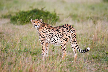 Cheetah (Acinonyx jubatus) in the african savannah.
