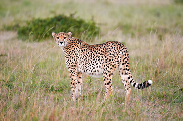 Fototapeta premium Cheetah (Acinonyx jubatus) in the african savannah.