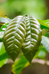Coffea arabica green leaves close view