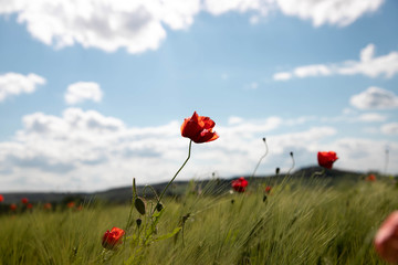 Spring field of wheat ears with poppy flowers against the background of blue sky with white clouds. Spring green field with poppies.Nature composition.