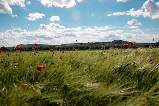Spring green field of rye, spikes with bright red poppy flowers against the blue sky with lush white clouds. sunny day