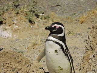 Naklejka premium penguin taking sun