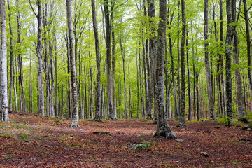 Woods in Amiata Mountain in spring season, Tuscany