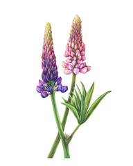 Naklejka premium Branches flowers pink and purple lupin (Lupinus plant known as lupine). Watercolor hand drawn painting illustration, isolated on white background.