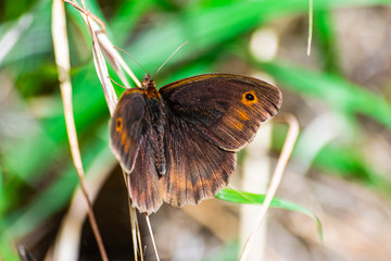 meadow brown butterfly (Maniola jurtina), with open wings, sitting on dry grass