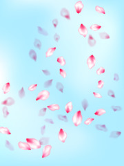 Spring blossom isolated petals flying