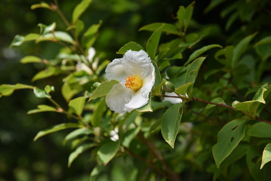 Japanese stewartia (Stewartia pseudocamellia) blossoms