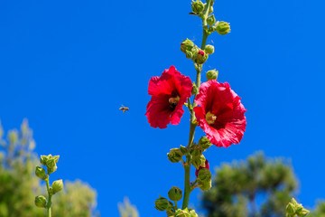 Bee lands on a red flower with blue sky in the background. Symbol for pollination, summer, spring.