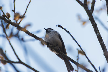 Grey bird sitting on a twig in the afternoon