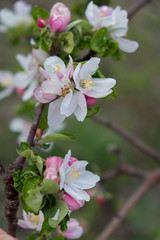 Apple blossoms on a branch illuminated by the bright sun