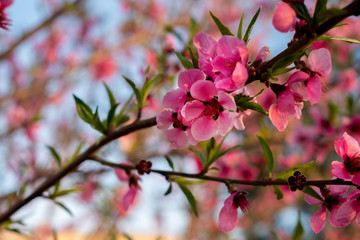 Naklejka na ściany i meble pink flowers of tree