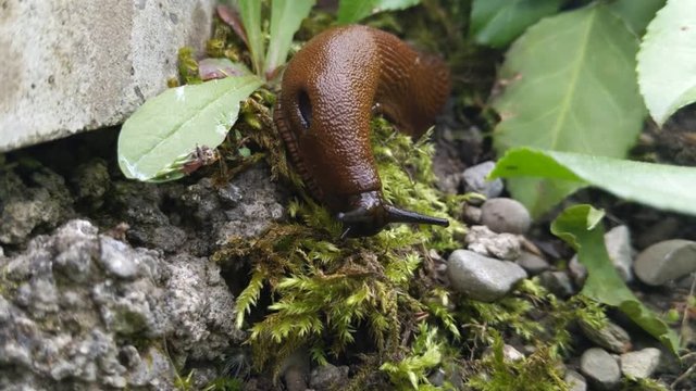 Arion Slug (Subgenus Arion)
