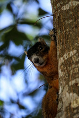 Alert big cypress fox squirrel Sciurus niger avicennia