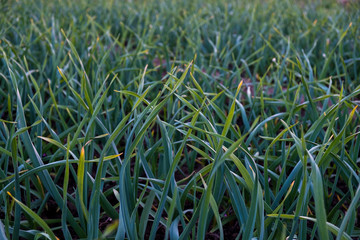 green grass with water drops