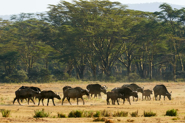 Fototapeta premium Herd of African buffaloes (Syncerus caffer).