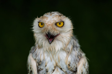 portrait of an owl