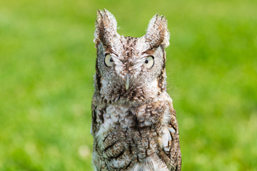 portrait of an owl