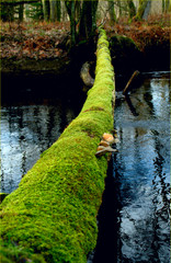 Green road. We must find soft natur way to reach sustainable and ecological solutions. A tree that has fallen over the river and has been covered by soft green moss, wander on to next goal